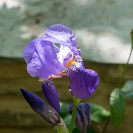 Paradosiako Saratsi - Traditional וולוס