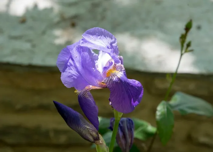 Paradosiako Saratsi - Traditional Volos